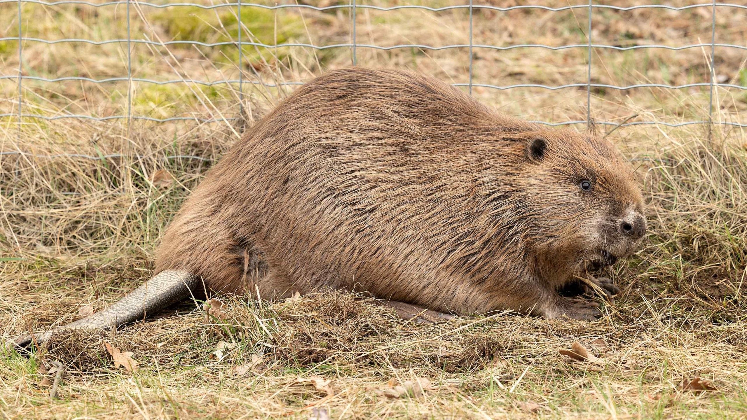 Video: Biber-Boom in der Steiermark