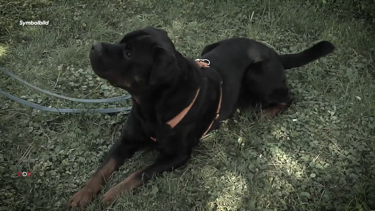 Video: Hunde-Attacke in Linz