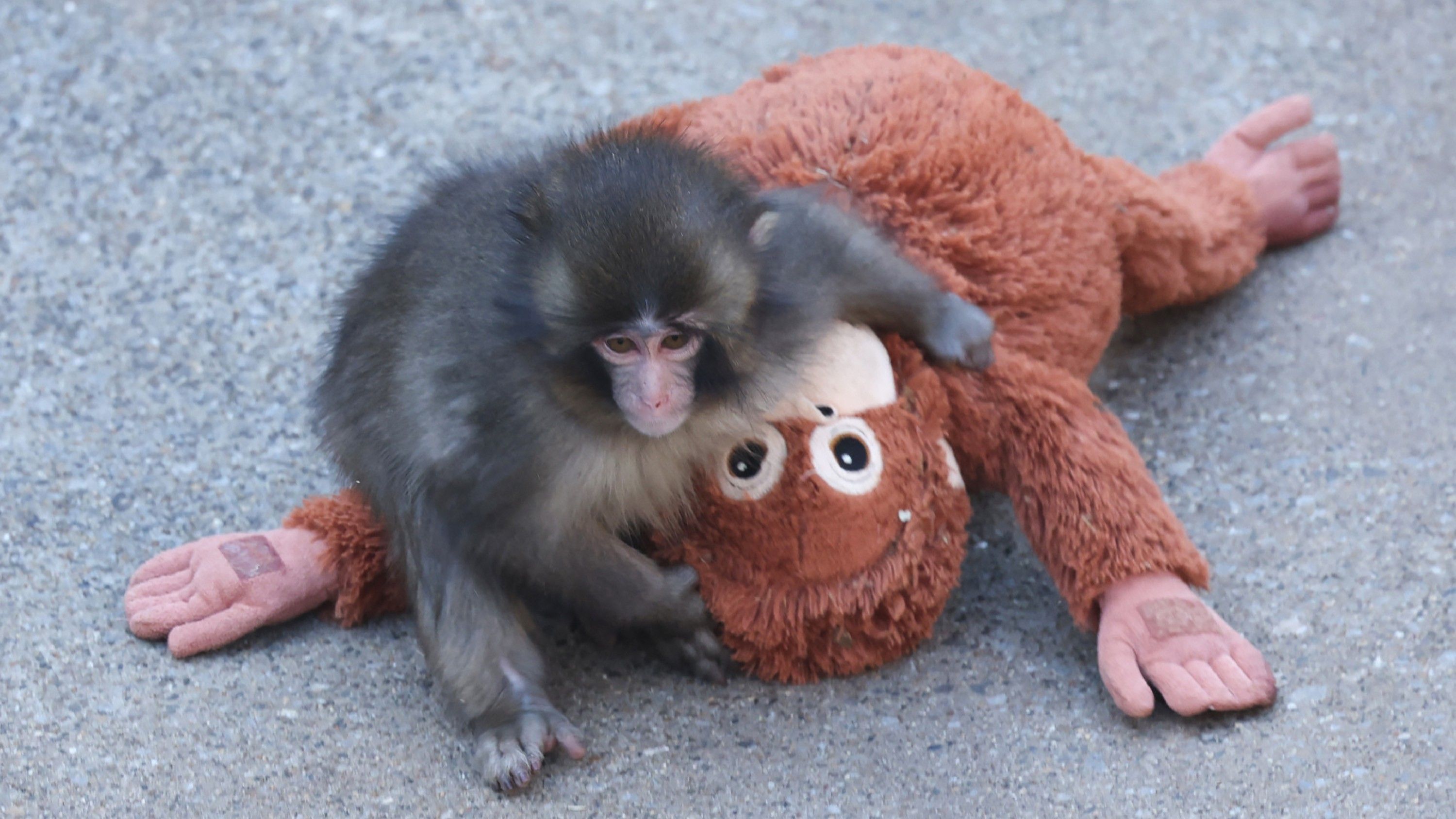 Video: Internetstar Punch: Babyaffe findet Trost bei Plüschtier