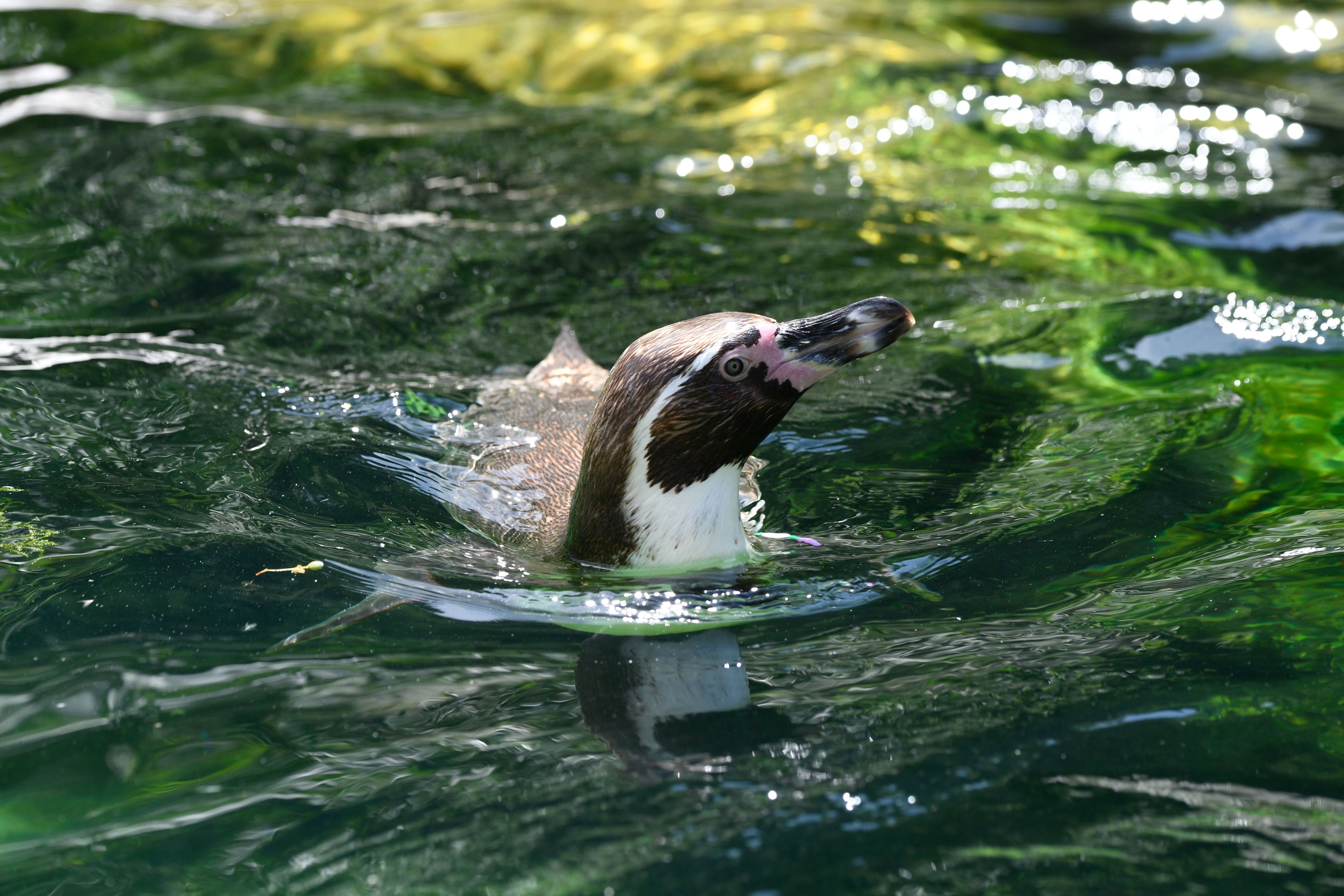 Pinguine als Schlafmeister